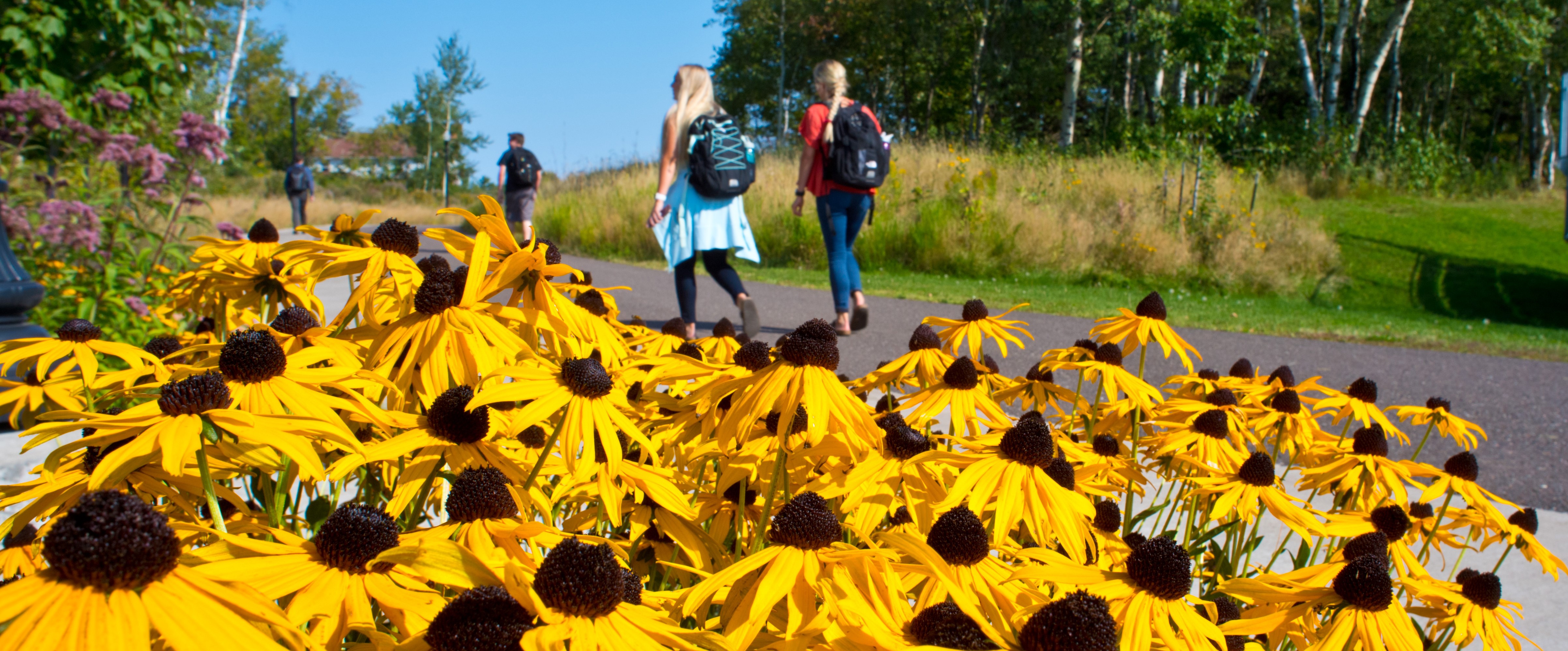 Students walking on a paved path in front of yellow flowers